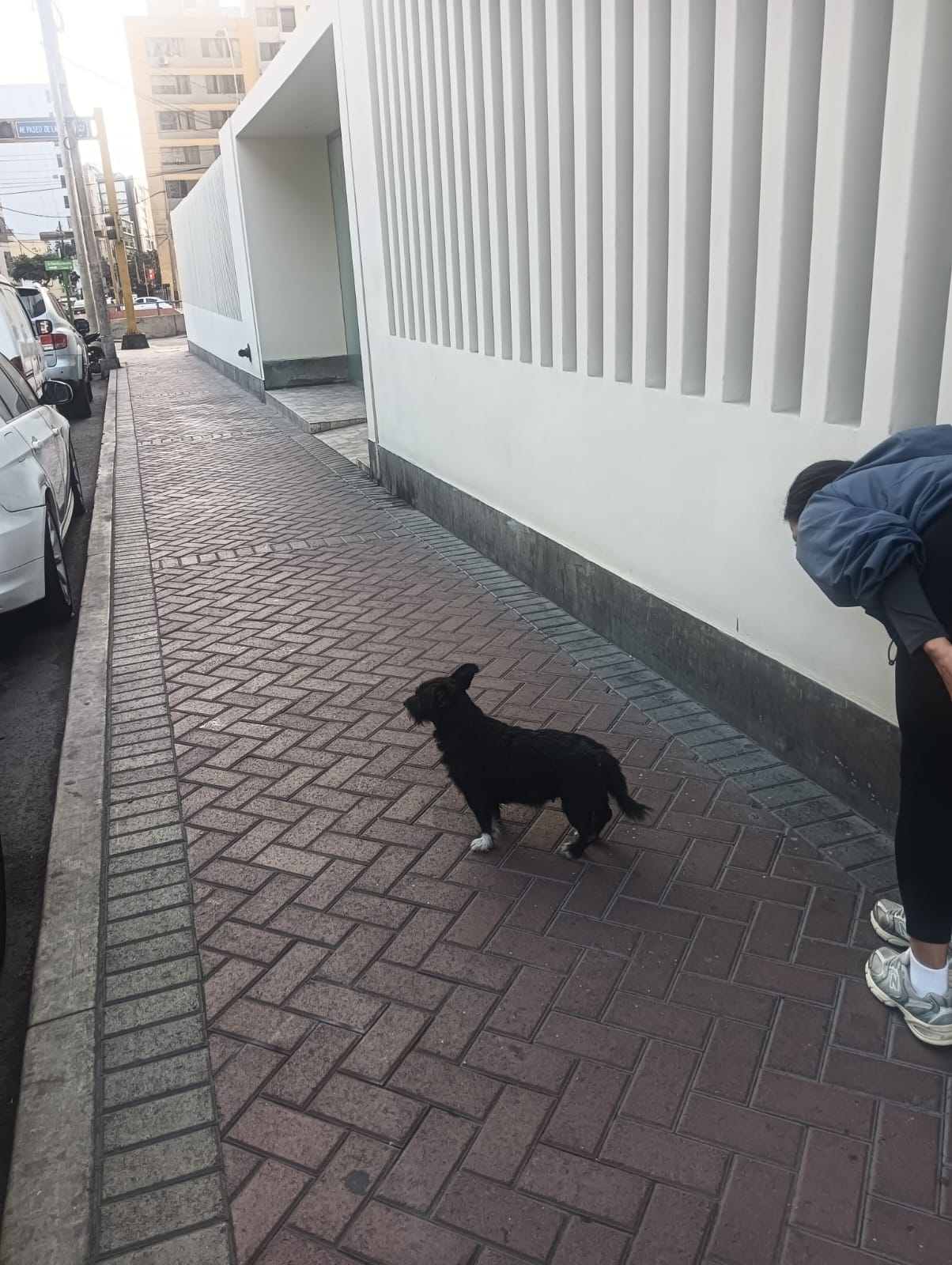 Mascota Perdida