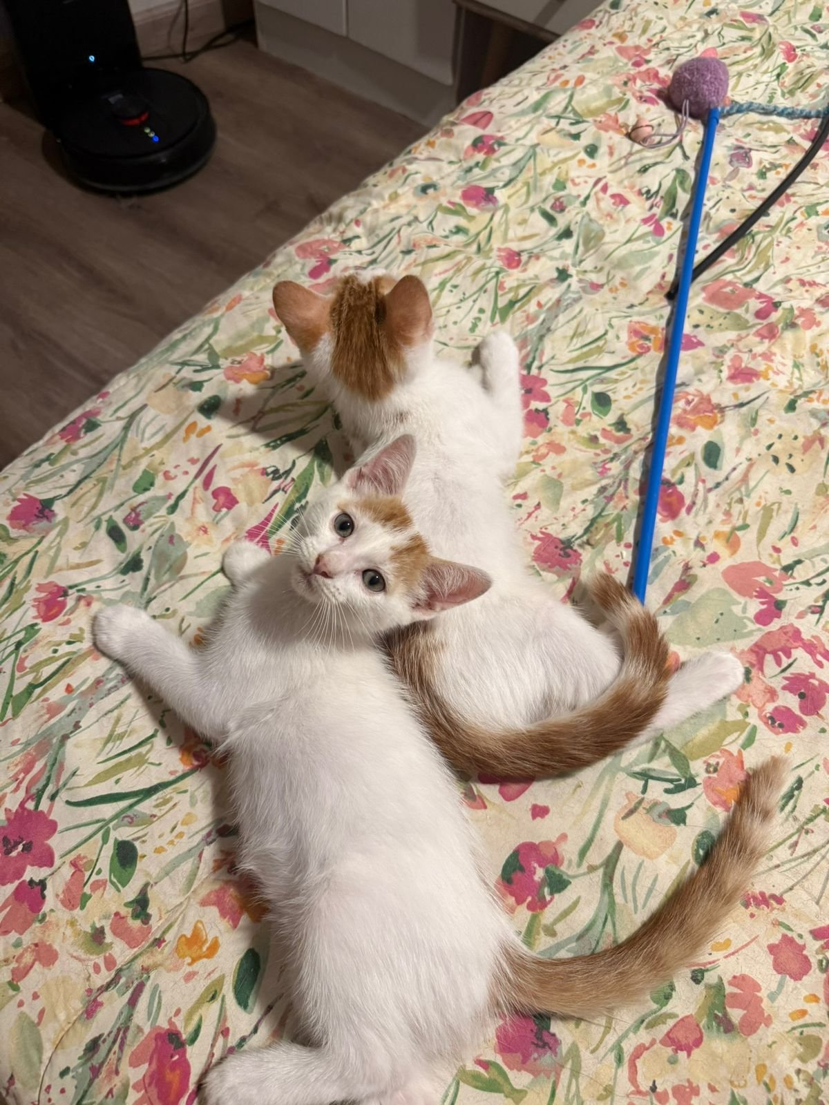 Mascota en adopción