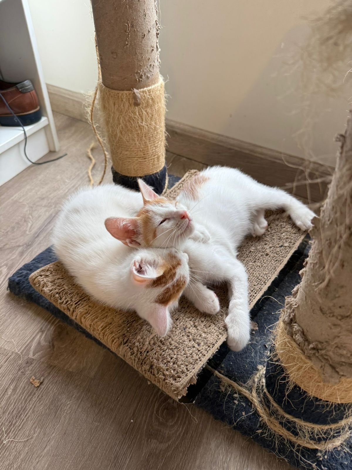 Mascota en adopción