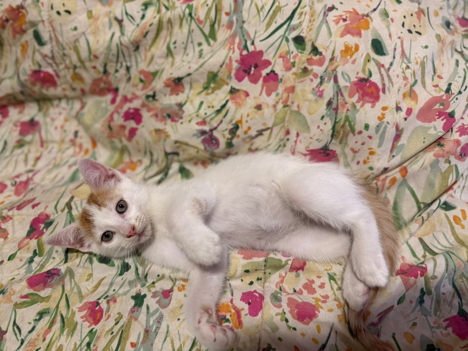 Mascota en adopción