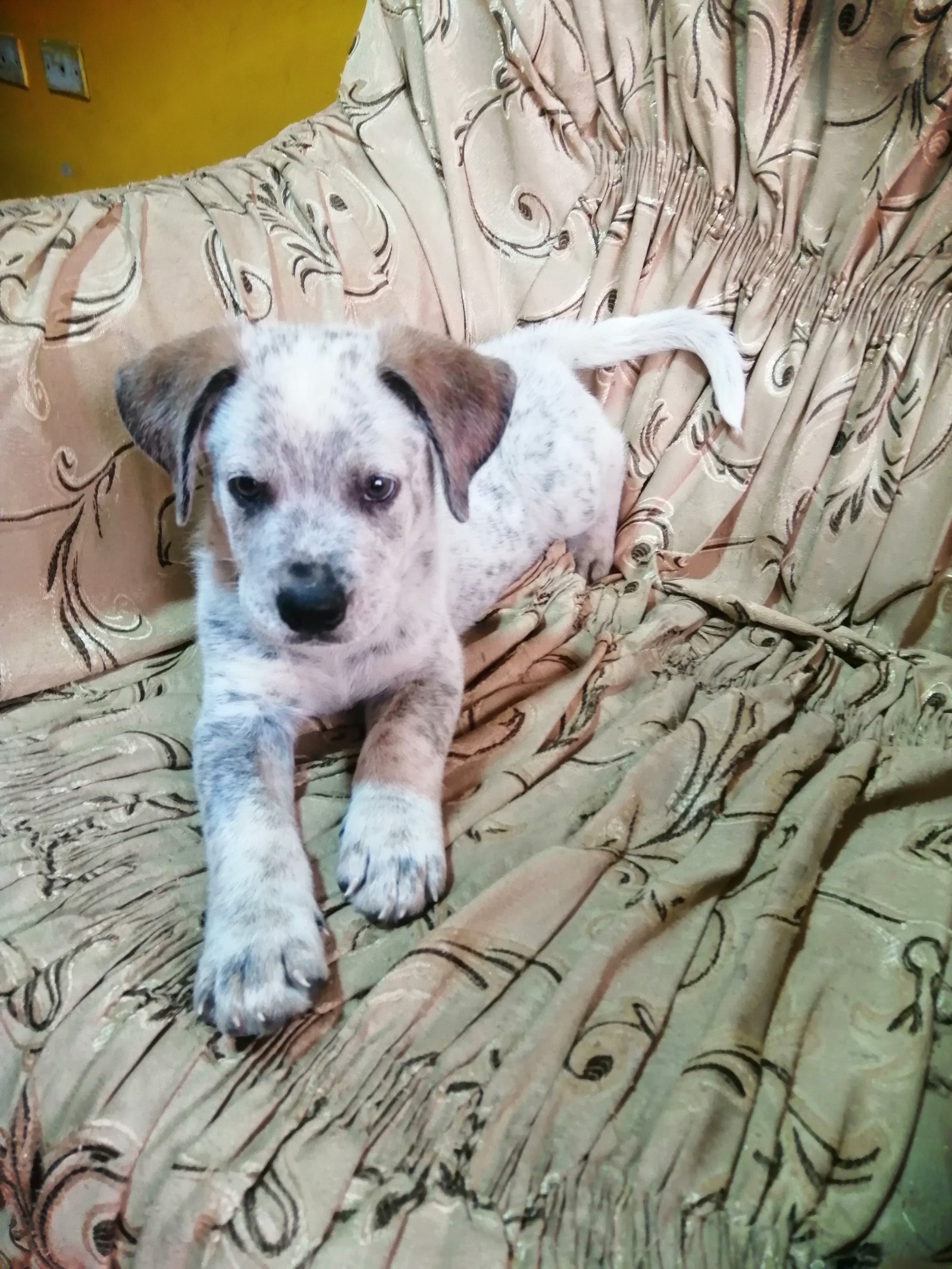 Mascota en adopción
