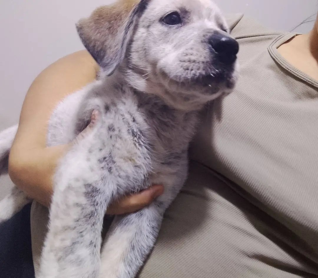 Mascota en adopción