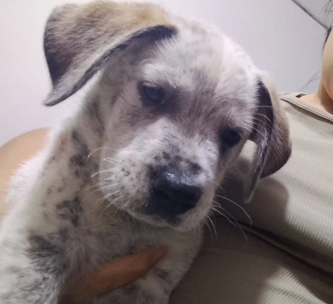 Mascota en adopción