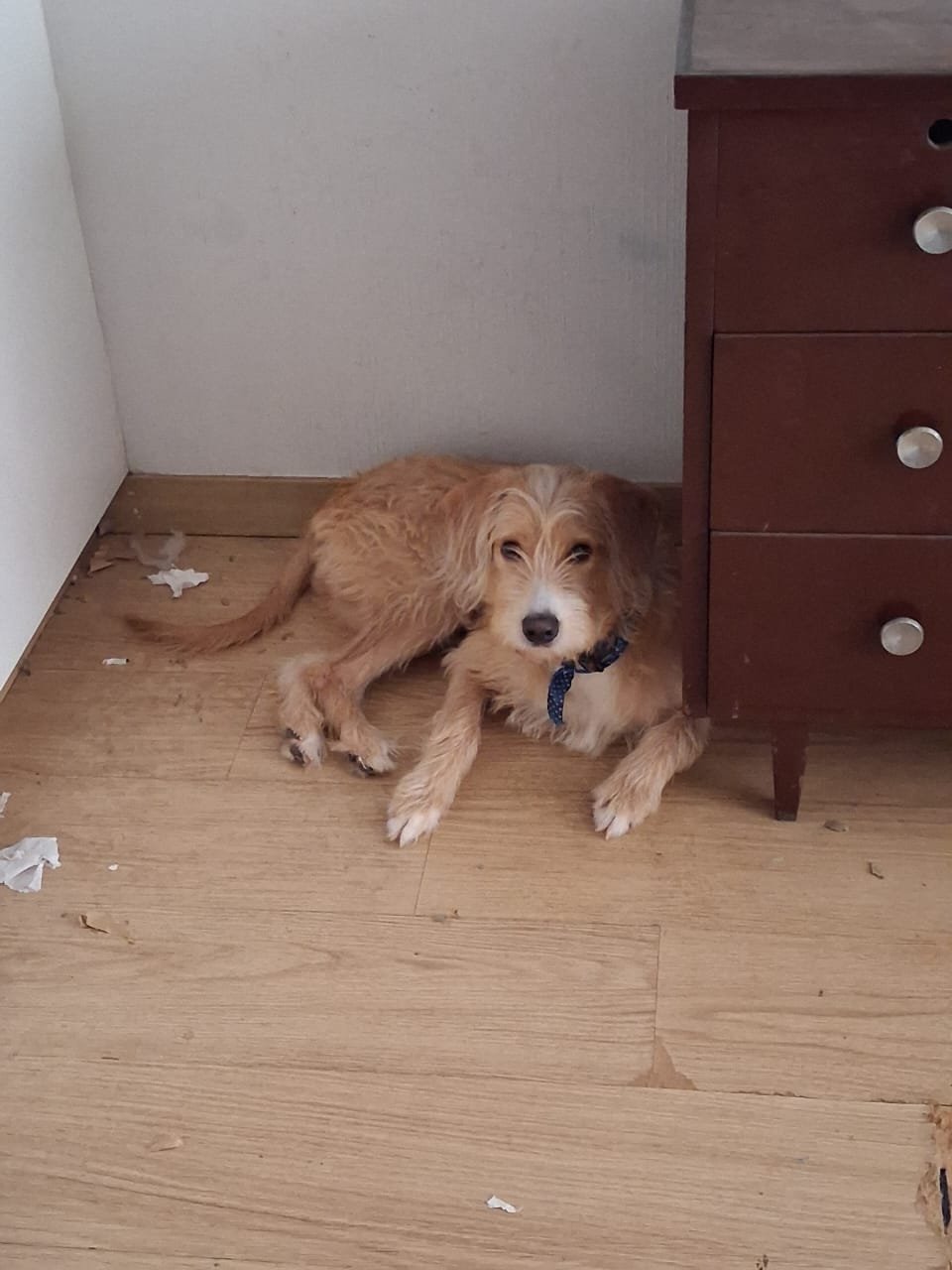 Mascota en adopción