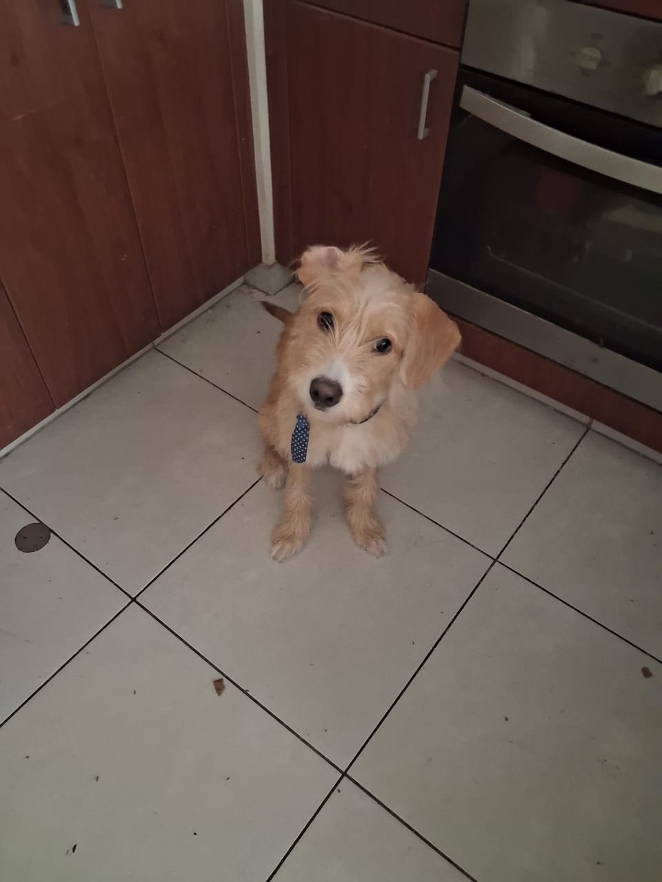 Mascota en adopción