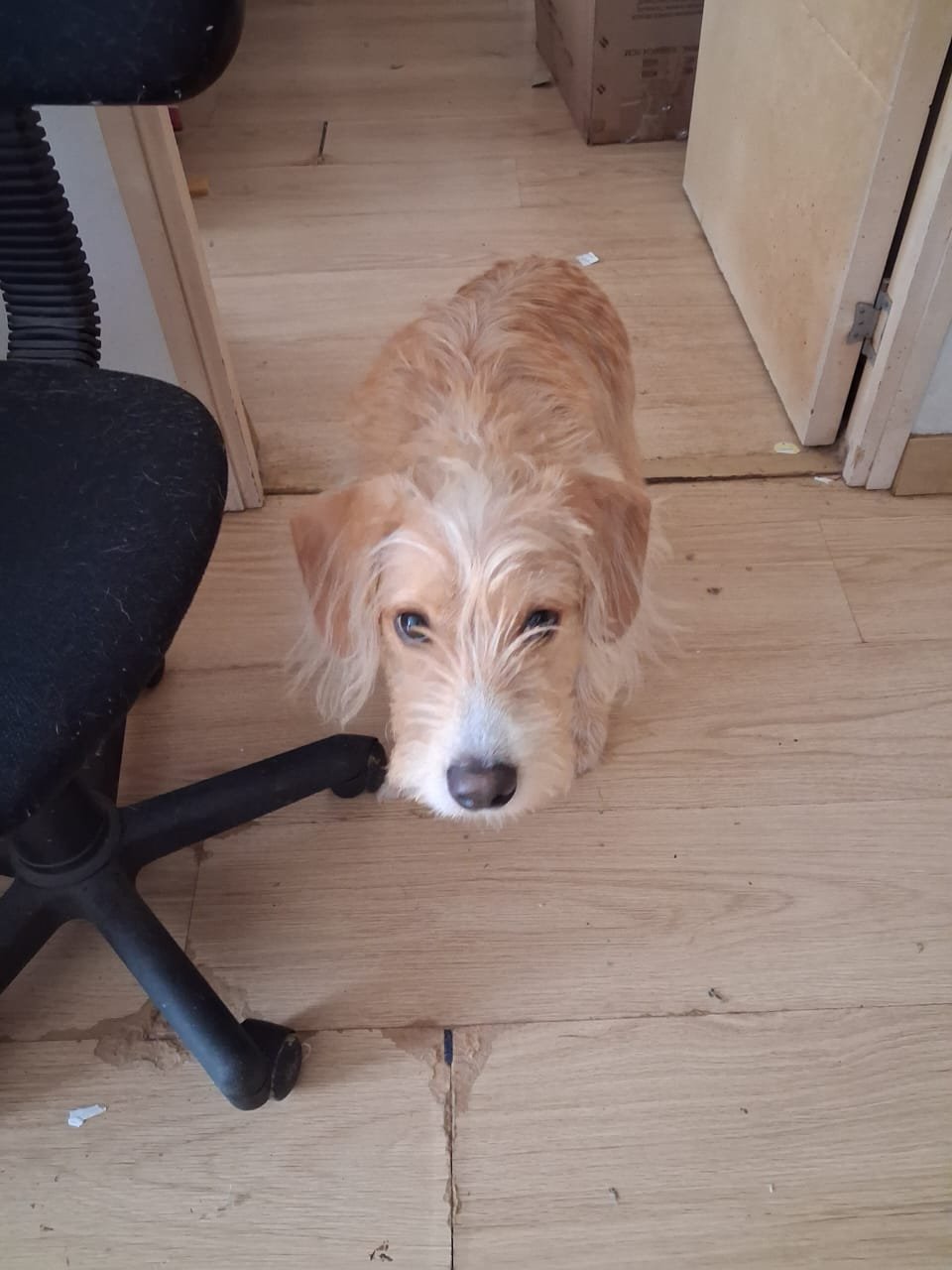 Mascota en adopción